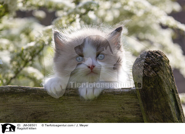 Ragdoll Ktzchen / Ragdoll kitten / JM-08501