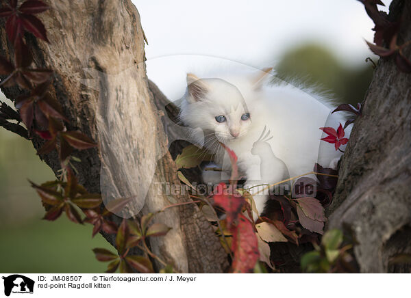 red-point Ragdoll Ktzchen / red-point Ragdoll kitten / JM-08507