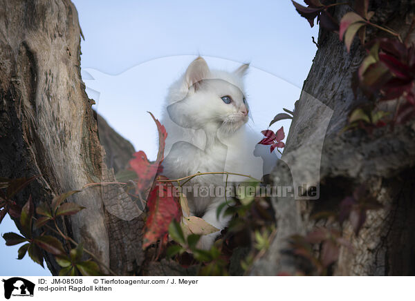 red-point Ragdoll Ktzchen / red-point Ragdoll kitten / JM-08508