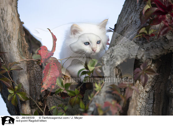 red-point Ragdoll Ktzchen / red-point Ragdoll kitten / JM-08509