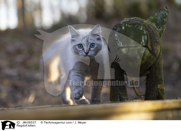 Ragdoll Ktzchen / Ragdoll kitten / JM-08537