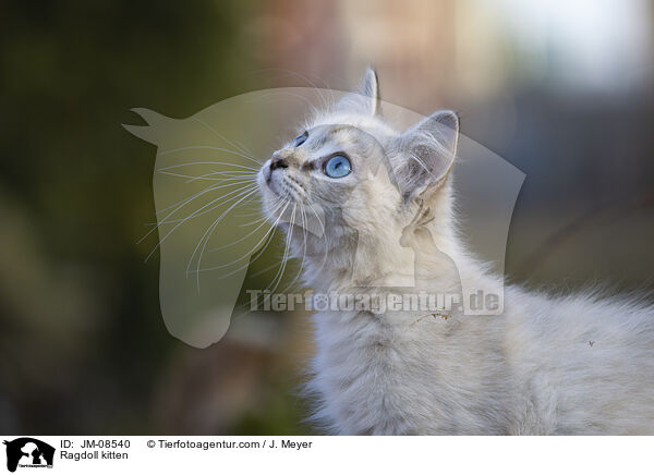 Ragdoll Ktzchen / Ragdoll kitten / JM-08540