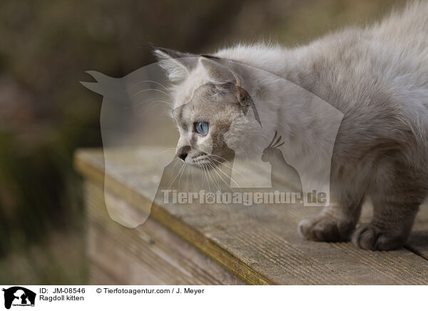 Ragdoll Ktzchen / Ragdoll kitten / JM-08546
