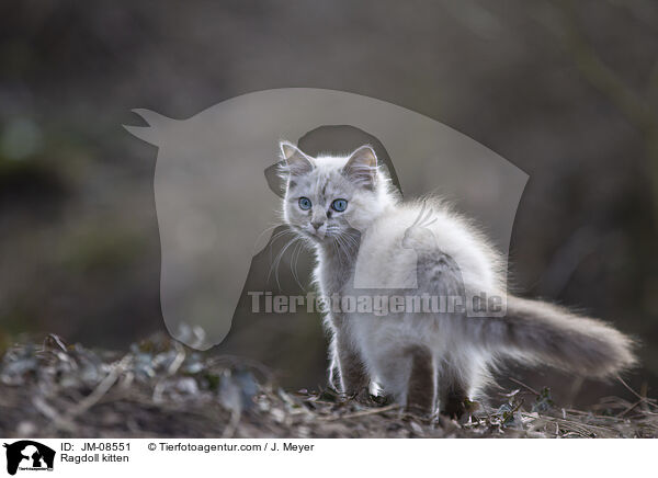 Ragdoll Ktzchen / Ragdoll kitten / JM-08551