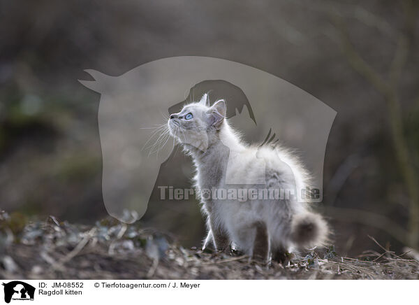 Ragdoll Ktzchen / Ragdoll kitten / JM-08552