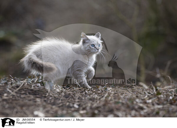 Ragdoll Ktzchen / Ragdoll kitten / JM-08554