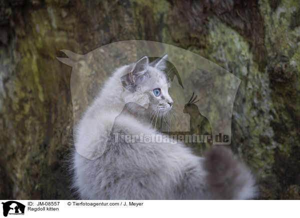 Ragdoll Ktzchen / Ragdoll kitten / JM-08557