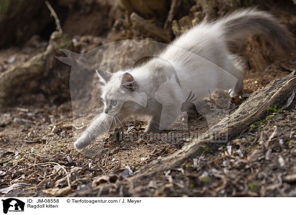 Ragdoll Ktzchen / Ragdoll kitten / JM-08558
