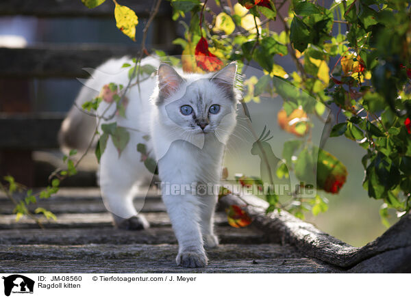 Ragdoll Ktzchen / Ragdoll kitten / JM-08560