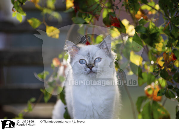 Ragdoll Ktzchen / Ragdoll kitten / JM-08561