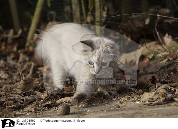 Ragdoll Ktzchen / Ragdoll kitten / JM-08562