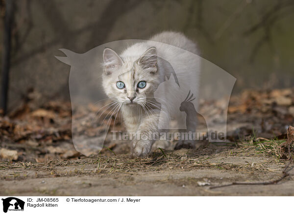 Ragdoll Ktzchen / Ragdoll kitten / JM-08565