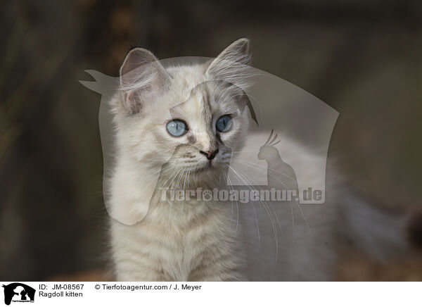 Ragdoll Ktzchen / Ragdoll kitten / JM-08567