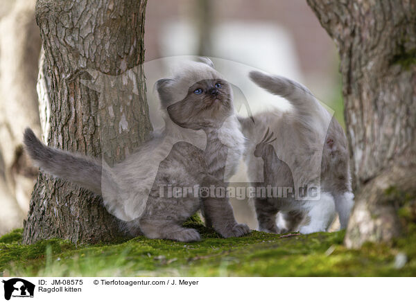 Ragdoll Ktzchen / Ragdoll kitten / JM-08575