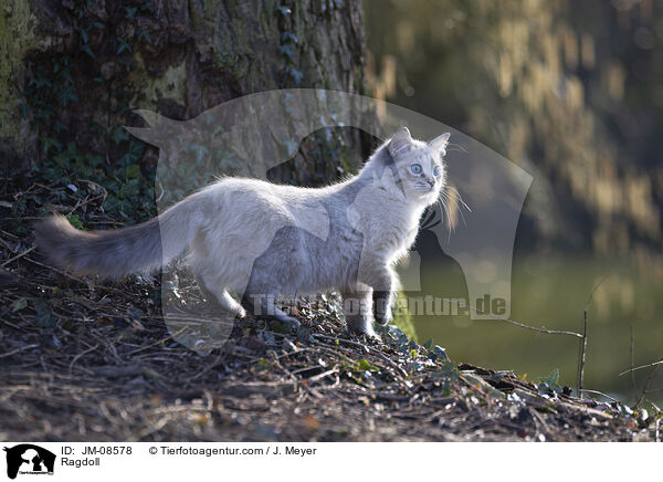 Ragdoll / Ragdoll / JM-08578