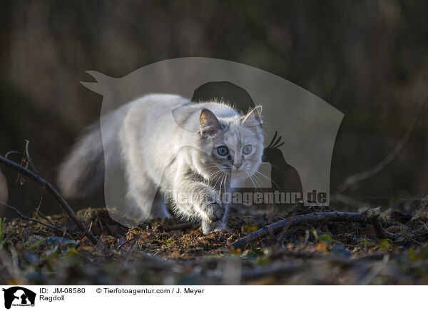 Ragdoll / Ragdoll / JM-08580