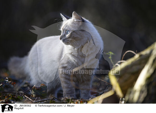 Ragdoll / Ragdoll / JM-08582