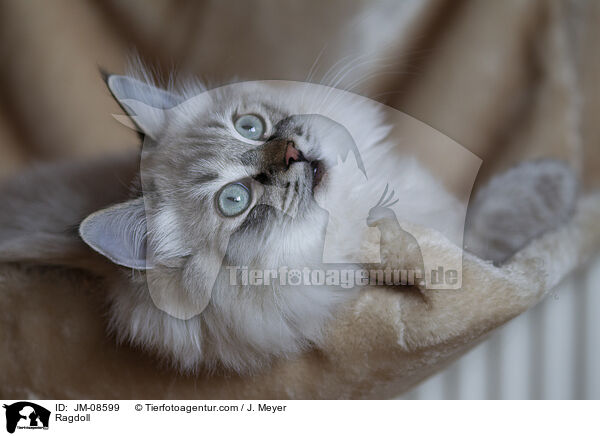 Ragdoll / Ragdoll / JM-08599
