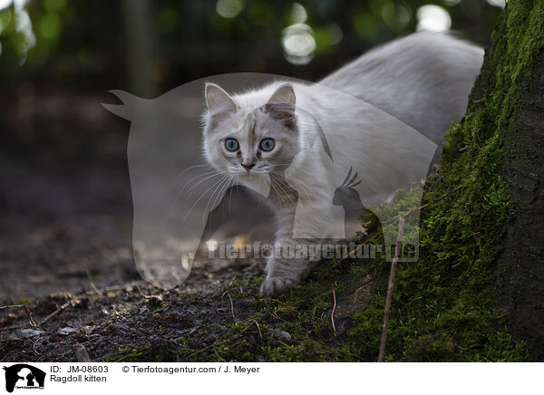 Ragdoll K�tzchen / Ragdoll kitten / JM-08603