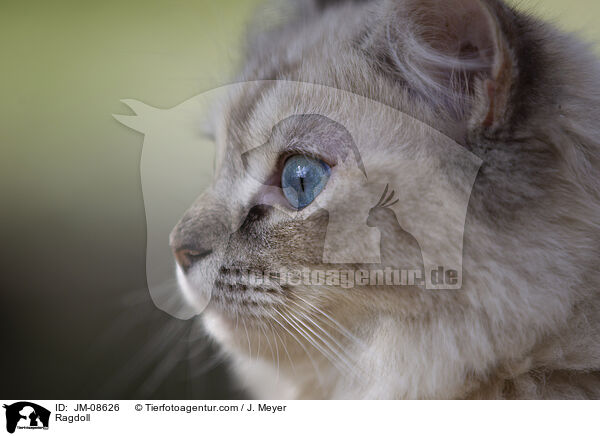 Ragdoll / Ragdoll / JM-08626