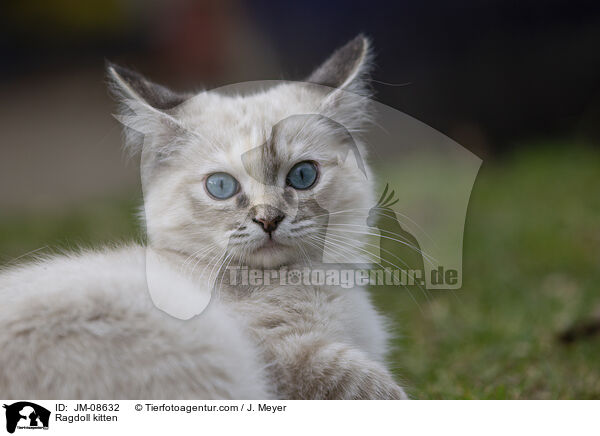 Ragdoll Ktzchen / Ragdoll kitten / JM-08632