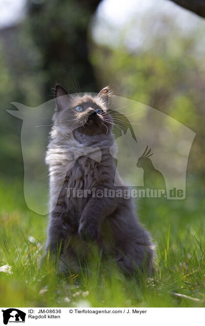 Ragdoll Ktzchen / Ragdoll kitten / JM-08636