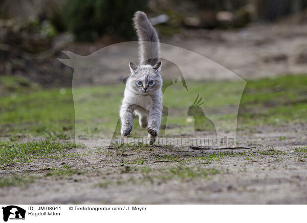 Ragdoll Ktzchen / Ragdoll kitten / JM-08641