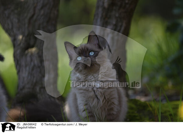 Ragdoll Ktzchen / Ragdoll kitten / JM-08642