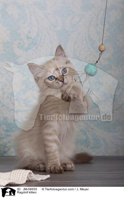 Ragdoll Ktzchen / Ragdoll kitten / JM-08650