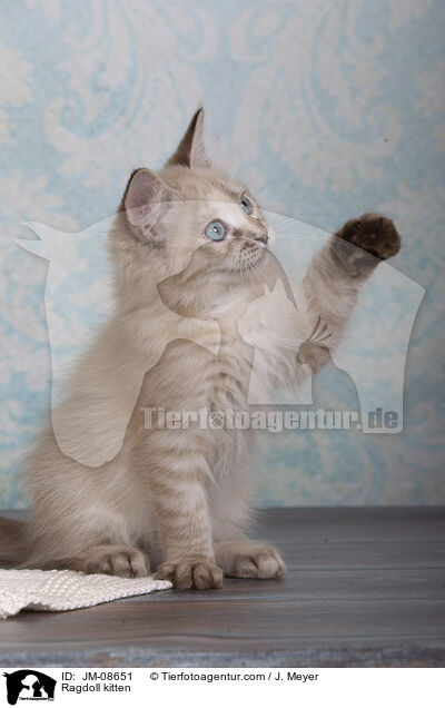 Ragdoll Ktzchen / Ragdoll kitten / JM-08651