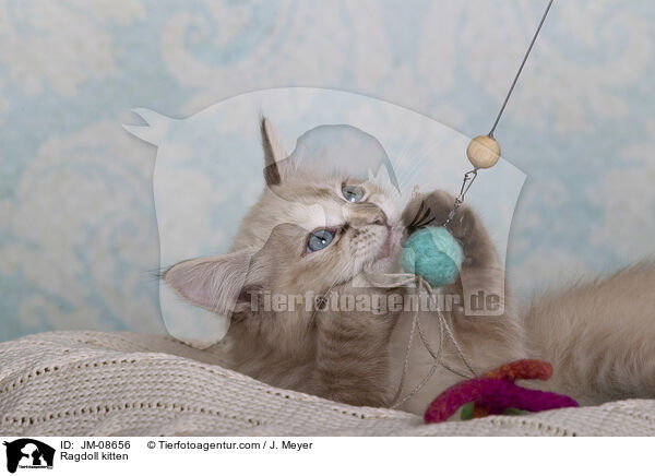 Ragdoll Ktzchen / Ragdoll kitten / JM-08656