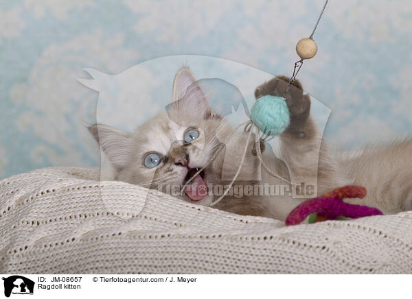 Ragdoll Ktzchen / Ragdoll kitten / JM-08657