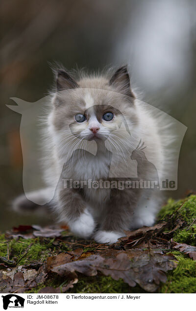 Ragdoll Ktzchen / Ragdoll kitten / JM-08678