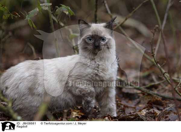 Ragdoll / Ragdoll / JM-08681
