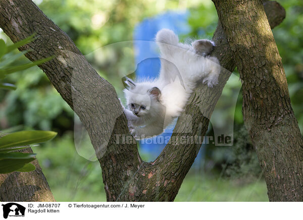 Ragdoll Ktzchen / Ragdoll kitten / JM-08707