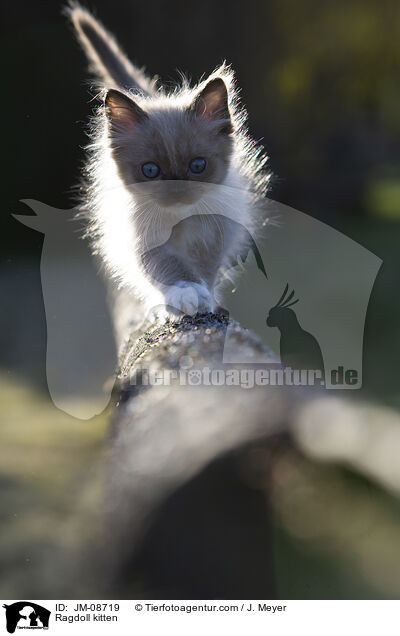Ragdoll Ktzchen / Ragdoll kitten / JM-08719