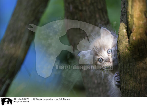 Ragdoll Ktzchen / Ragdoll kitten / JM-08720
