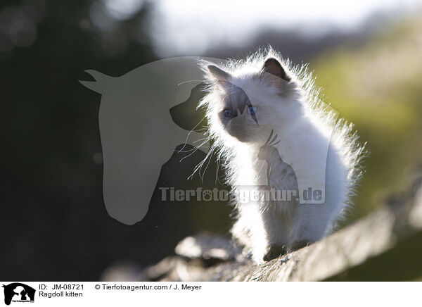 Ragdoll Ktzchen / Ragdoll kitten / JM-08721