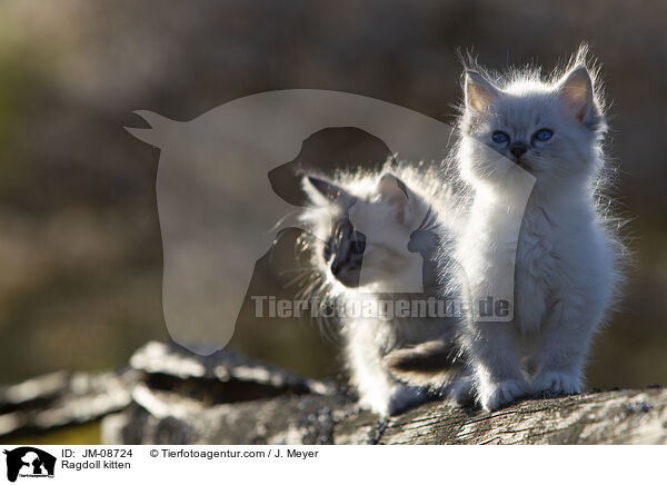 Ragdoll Ktzchen / Ragdoll kitten / JM-08724