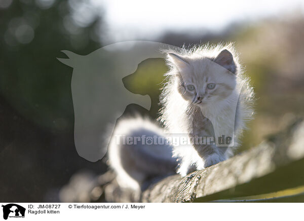 Ragdoll Ktzchen / Ragdoll kitten / JM-08727