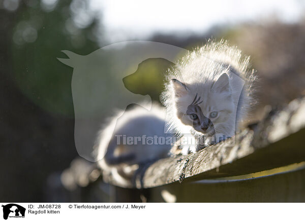 Ragdoll Ktzchen / Ragdoll kitten / JM-08728