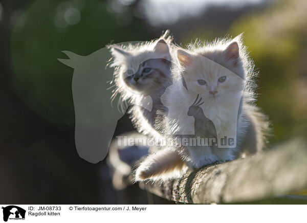 Ragdoll Ktzchen / Ragdoll kitten / JM-08733