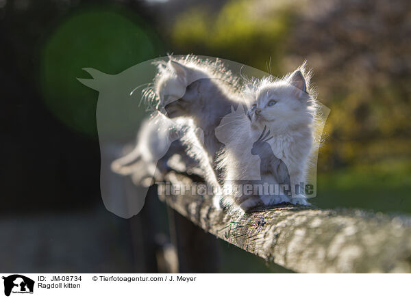 Ragdoll Ktzchen / Ragdoll kitten / JM-08734