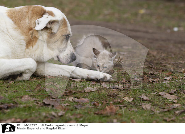 Mastin Espanol and Ragdoll Kitten / JM-08737