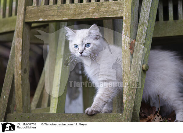 Ragdoll Ktzchen / Ragdoll kitten / JM-08738