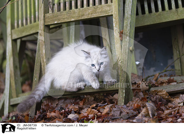 Ragdoll Ktzchen / Ragdoll kitten / JM-08739