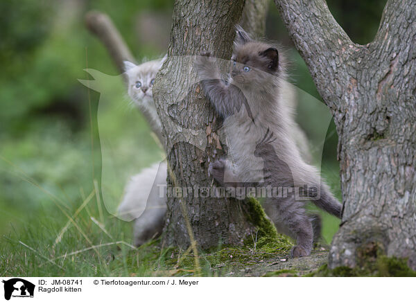 Ragdoll Ktzchen / Ragdoll kitten / JM-08741