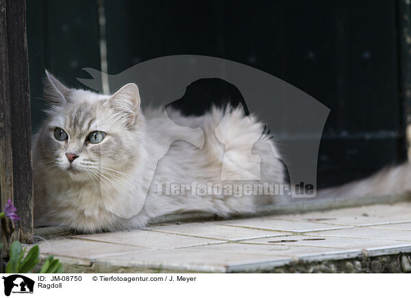 Ragdoll / Ragdoll / JM-08750