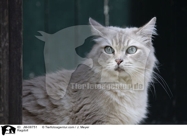 Ragdoll / Ragdoll / JM-08751