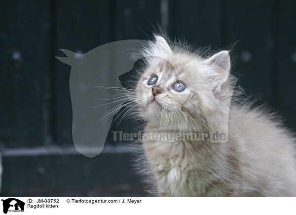 Ragdoll Ktzchen / Ragdoll kitten / JM-08752